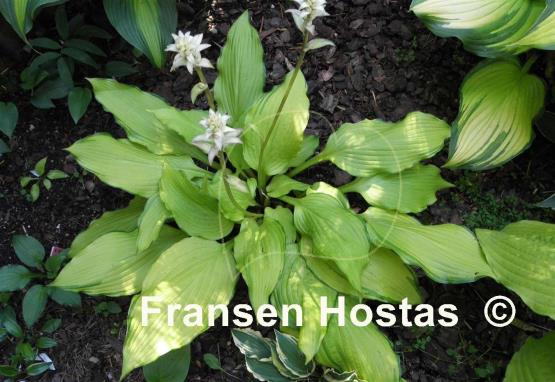 Hosta Kinkaku